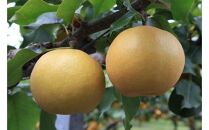 梨&nbsp;新興梨&nbsp;鳥取産&nbsp;5kg×&nbsp;1箱｜梨&nbsp;なし&nbsp;新興梨&nbsp;新興&nbsp;5kg&nbsp;果物&nbsp;フルーツ&nbsp;ナシ&nbsp;甘い&nbsp;果汁&nbsp;和梨&nbsp;箱&nbsp;甘み&nbsp;くだもの&nbsp;国産&nbsp;&nbsp;なし&nbsp;果実&nbsp;鳥取県&nbsp;三朝町
