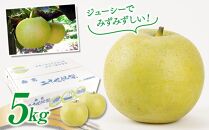 【先行予約】梨 二十世紀梨 鳥取産 5kg× 1箱