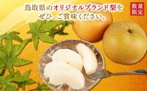 【先行予約】梨 秋甘泉 鳥取産 5kg× 1箱