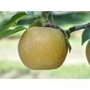 梨&nbsp;秋甘泉&nbsp;鳥取産&nbsp;5kg×&nbsp;1箱｜梨&nbsp;なし&nbsp;秋甘泉&nbsp;5kg&nbsp;果物&nbsp;フルーツ&nbsp;ナシ&nbsp;甘い&nbsp;果汁&nbsp;和梨&nbsp;箱&nbsp;甘み&nbsp;くだもの&nbsp;国産&nbsp;なし&nbsp;果実&nbsp;鳥取県&nbsp;三朝町