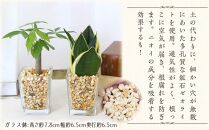 【観葉植物】土を使わないで清潔なミニ観葉植物 ゼオライト植え・ガラス鉢 スクエア形 2鉢セット（パキラとサンスベリア）【観葉植物 植物 鉢付 インテリア 部屋 室内 オフィス 癒し エコ グリーン マイナスイオン リラックス オシャレ おしゃれ ギフト プレゼント 贈り物 人気 おすすめ  福岡県筑前町 送料無料 AG035】