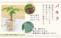 【観葉植物】土を使わないで清潔なミニ観葉植物 ゼオライト植え・ガラス鉢 スクエア形 2鉢セット（パキラとサンスベリア）【観葉植物 植物 鉢付 インテリア 部屋 室内 オフィス 癒し エコ グリーン マイナスイオン リラックス オシャレ おしゃれ ギフト プレゼント 贈り物 人気 おすすめ  福岡県筑前町 送料無料 AG035】