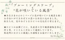 【観葉植物】土を使わないで清潔なミニ観葉植物 ゼオライト植え・ガラス鉢 スクエア形 2鉢セット（パキラとサンスベリア）【観葉植物 植物 鉢付 インテリア 部屋 室内 オフィス 癒し エコ グリーン マイナスイオン リラックス オシャレ おしゃれ ギフト プレゼント 贈り物 人気 おすすめ  福岡県筑前町 送料無料 AG035】