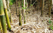 【2026年お届け】大名筍 10kg ( 約32本 ) ( 竹島産 )～2026年5月中旬以降順次発送予定～