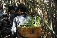 【2026年お届け】大名筍 10kg ( 約32本 ) ( 竹島産 )～2026年5月中旬以降順次発送予定～