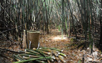 【2026年お届け】大名筍 10kg ( 約32本 ) ( 竹島産 )～2026年5月中旬以降順次発送予定～