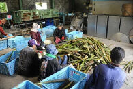【2026年お届け】大名筍 10kg ( 約32本 ) ( 竹島産 )～2026年5月中旬以降順次発送予定～