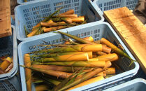 【2026年お届け】大名筍 10kg ( 約32本 ) ( 竹島産 )～2026年5月中旬以降順次発送予定～