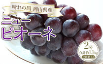 ぶどう&nbsp;2026年&nbsp;ニュー&nbsp;ピオーネ&nbsp;2房（合計約1.1kg）化粧箱入り&nbsp;ブドウ&nbsp;葡萄&nbsp;&nbsp;岡山県産&nbsp;国産&nbsp;フルーツ&nbsp;果物&nbsp;ギフト