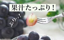 ぶどう&nbsp;2026年&nbsp;&nbsp;ニュー&nbsp;ピオーネ&nbsp;4房（1房480g以上）約2kg&nbsp;ブドウ&nbsp;葡萄&nbsp;&nbsp;岡山県産&nbsp;国産&nbsp;フルーツ&nbsp;果物&nbsp;ギフト