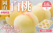 桃 2025年 先行予約 岡山 白桃 6玉（合計1.6kg以上）化粧箱入り もも モモ 岡山県産 国産 フルーツ 果物 ギフト
