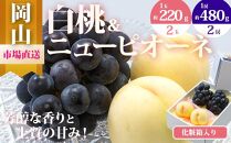 桃 ぶどう 2025年 先行予約 果物 詰合せ 白桃 2玉（1玉220g以上）ニューピオーネ 2房（1房480g以上）化粧箱入り もも 葡萄 岡山県産 国産 フルーツ 果物 ギフト