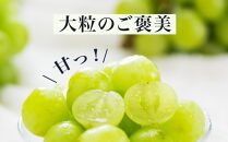 ぶどう&nbsp;2026年&nbsp;&nbsp;桃太郎&nbsp;ぶどう&nbsp;1房（800g以上）化粧箱入り&nbsp;ブドウ&nbsp;葡萄&nbsp;&nbsp;岡山県産&nbsp;国産&nbsp;フルーツ&nbsp;果物&nbsp;ギフト