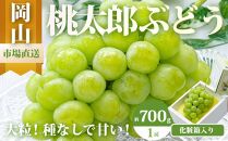 ぶどう 2025年 先行予約 桃太郎 ぶどう 1房（700g以上）化粧箱入り ブドウ 葡萄  岡山県産 国産 フルーツ 果物 ギフト