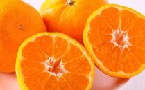 【訳あり・ご家庭用】和歌山由良町産のみかん約5kg（サイズおまかせ）&nbsp;★2025年11月下旬頃より順次発送［TM91］