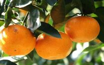 【訳あり・ご家庭用】和歌山由良町産のみかん約5kg（サイズおまかせ）&nbsp;★2025年11月下旬頃より順次発送［TM91］