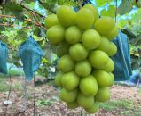 ご家庭用 シャインマスカット 2kg 3～4房 2024年9月中旬以降発送 フルーツ ぶどう 葡萄 ひらた農園