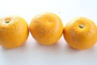 【訳あり・ご家庭用】はっさく（八朔）約10kg&nbsp;和歌山産