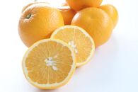 【訳あり・ご家庭用】はっさく（八朔）約10kg&nbsp;和歌山産