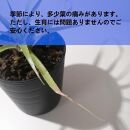 プヤ・ミラビリス　Puya mirabilis_栃木県大田原市生産品_Bear‘s palm