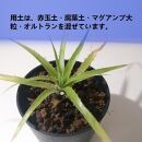 プヤ・ミラビリス　Puya mirabilis_栃木県大田原市生産品_Bear‘s palm
