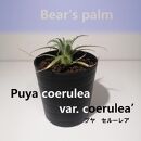プヤ・セルーレア　puya coerulea var. coerulea_栃木県大田原市生産品_Bear‘s palm
