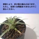 プヤ・セルーレア　puya coerulea var. coerulea_栃木県大田原市生産品_Bear‘s palm