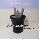 アロエ・アクレアータ　Aloe aculeata_栃木県大田原市生産品_Bear‘s palm