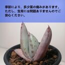 アロエ・アクレアータ　Aloe aculeata_栃木県大田原市生産品_Bear‘s palm