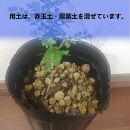 オペルクリカリアパキプス　Operculicarya pachypus_栃木県大田原市生産品_Bear‘s palm