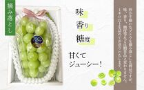 ぶどう 2025年 先行予約 岡山県産 訳あり シャインマスカット 1kg以上 摘み落とし＜9月以降発送＞