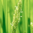 NIPPA米&nbsp;有機つきあかり5kg&nbsp;精米｜米&nbsp;お米&nbsp;有機米&nbsp;つきあかり&nbsp;無農薬&nbsp;産地直送&nbsp;産直