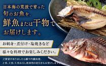 山陰直送 旬の鮮魚と干物の詰め合わせ　※北海道、沖縄、一部離島への配送不可