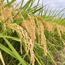 NIPPA米&nbsp;有機つきあかり10kg&nbsp;玄米｜米&nbsp;お米&nbsp;有機米&nbsp;つきあかり&nbsp;無農薬&nbsp;産地直送&nbsp;産直