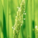 NIPPA米&nbsp;有機つきあかり3kg&nbsp;玄米｜米&nbsp;お米&nbsp;有機米&nbsp;つきあかり&nbsp;無農薬&nbsp;産地直送&nbsp;産直