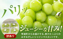 【先行予約】訳あり　琴浦町産シャインマスカット（粒パック）1.2kg