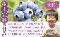 【先行予約&nbsp;2027年6月下旬以降発送】琴浦町産生ブルーベリー１kg（250g×4パック）【ブルーベリー&nbsp;果物&nbsp;くだもの&nbsp;フルーツ&nbsp;アイス&nbsp;ヨーグルト&nbsp;ケーキ&nbsp;新鮮&nbsp;国産&nbsp;人気&nbsp;おすすめ&nbsp;鳥取県&nbsp;琴浦町&nbsp;送料無料】