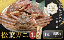 【先行予約】ブランドタグ付き&nbsp;松葉ガニ（生）1枚（800g以上）【年内配送】【松葉がに&nbsp;松葉蟹&nbsp;ズワイガニ&nbsp;蟹&nbsp;カニ&nbsp;かに&nbsp;国産&nbsp;人気&nbsp;おすすめ&nbsp;鳥取県&nbsp;琴浦町&nbsp;送料無料】