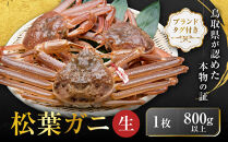 【先行予約】ブランドタグ付き&nbsp;松葉ガニ（生）1枚（800g以上）【年明け配送】【松葉がに&nbsp;松葉蟹&nbsp;ズワイガニ&nbsp;蟹&nbsp;カニ&nbsp;かに&nbsp;国産&nbsp;人気&nbsp;おすすめ&nbsp;鳥取県&nbsp;琴浦町&nbsp;送料無料】