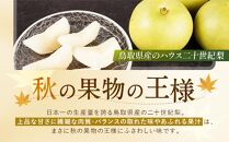 【先行予約】数量限定&nbsp;鳥取県産梨&nbsp;ハウス二十世紀梨&nbsp;2kg（5～6玉）