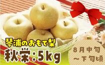 数量限定 鳥取県産梨 秋栄（あきばえ） 5kg（12～16玉）