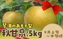 数量限定 鳥取県産梨 秋甘泉（あきかんせん） 5kg（8～12玉）