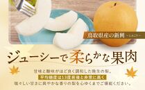 【先行予約】数量限定 鳥取県産梨 新興（しんこう） 5kg（10～12玉）
