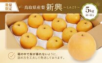 【先行予約】数量限定 鳥取県産梨 新興（しんこう） 5kg（10～12玉）