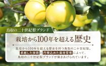 【先行予約】数量限定 鳥取県産梨 新興（しんこう） 5kg（10～12玉）