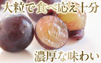 数量限定&nbsp;ピオーネ&nbsp;種なし&nbsp;2kg&nbsp;国産&nbsp;葡萄&nbsp;ブドウ&nbsp;旬&nbsp;ピオーネ&nbsp;種なしブドウ&nbsp;国産ブドウ&nbsp;種なしぶどう&nbsp;ブドウ2kg&nbsp;ぶどう2kg&nbsp;果物&nbsp;くだもの&nbsp;フルーツ&nbsp;限定&nbsp;人気&nbsp;おすすめ&nbsp;鳥取県&nbsp;琴浦町&nbsp;送料無料