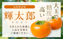 【先行予約】数量限定&nbsp;鳥取県産柿&nbsp;輝太郎（きたろう）&nbsp;3kg&nbsp;国産&nbsp;カキ&nbsp;柿&nbsp;柿3kg&nbsp;国産柿&nbsp;鳥取県産柿&nbsp;柿先行予約&nbsp;先行予約&nbsp;旬&nbsp;果物&nbsp;くだもの&nbsp;フルーツ&nbsp;限定&nbsp;人気&nbsp;おすすめ&nbsp;鳥取県&nbsp;琴浦町&nbsp;送料無料