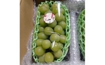 【先行予約】琴浦町産シャインマスカット2～3房セット（計約1.5kg）