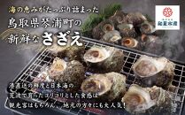 活サザエ3kg（1個100g以上）