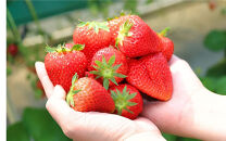 【先行予約】季節のイチゴ詰め合わせ(400ｇ×2パック)＜2025年4月下旬以降発送＞